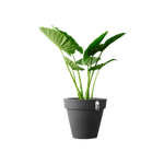 pure round 80cm antraciet